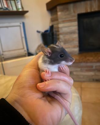 Cuccioli di ratto