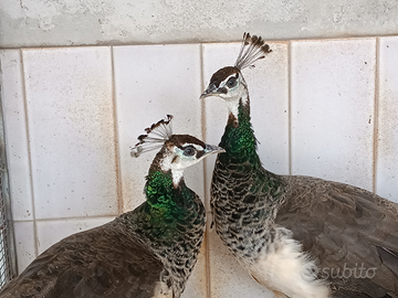 Femmine di pavone