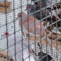 Passeri del giappone tortore diamantine e diamanti