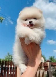 Pomerania nano toy spitz