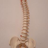 Colonna vertebrale A58 3B Scientific perfetta