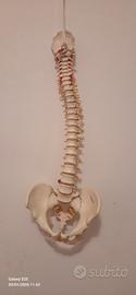 Colonna vertebrale A58 3B Scientific perfetta