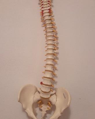 Colonna vertebrale A58 3B Scientific perfetta