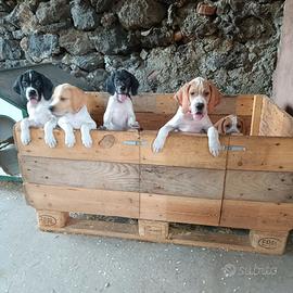 Cuccioli di Pointer
