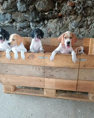 Cuccioli di Pointer