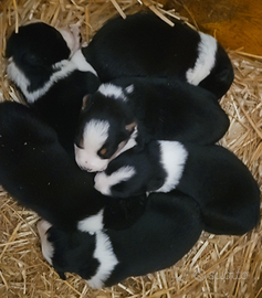 Vendesi cuccioli di Border Collie con Pedigree