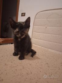 Gattina tartarugata