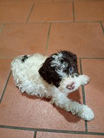 Cuccioli di Lagotto romagnolo