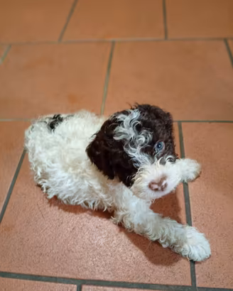 Cuccioli di Lagotto romagnolo