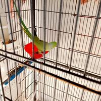 Parrocchetto dal collare + gabbia