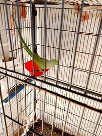 Parrocchetto dal collare + gabbia