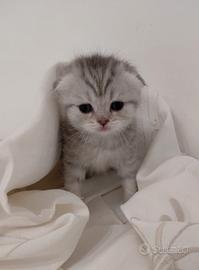 Scottish Fold, femmina