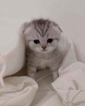 Scottish Fold, femmina