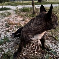 Bulldog francese