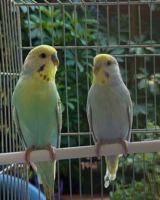 Coppie Cocoriti e Parrocchetti