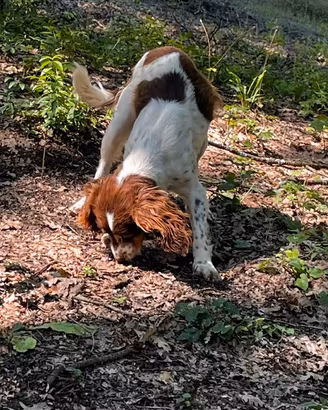 Cane da tartufo Springer Spaniel con pedigree ROI