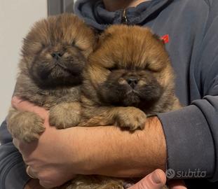 Chow chow cuccioli maschio e femmina