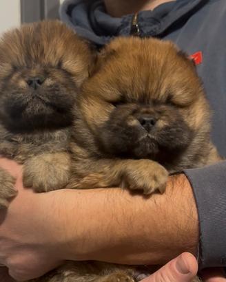 Chow chow cuccioli maschio e femmina