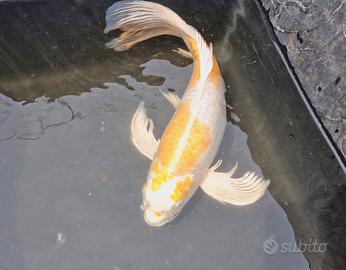 Carpa koi