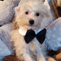 Cucciolo di maltese toy