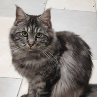 Gatta Maine coon con pedigree