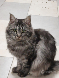 Gatta Maine coon con pedigree