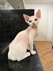 Cucciolo devon rex