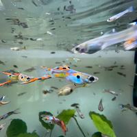 Guppy pesci acquario