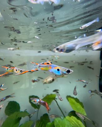 Guppy pesci acquario