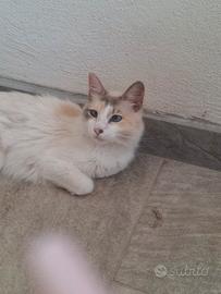 gatto Ragdoll