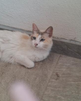 gatto Ragdoll