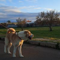 Disponibile per monta - alabai di alta genealogia