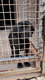 Cucciolo di cane corso