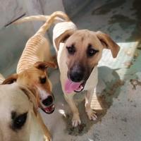 Beagle mix pitbull in adozione