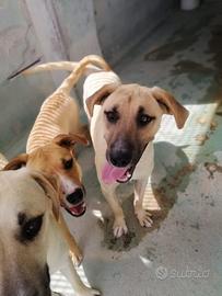 Beagle mix pitbull in adozione