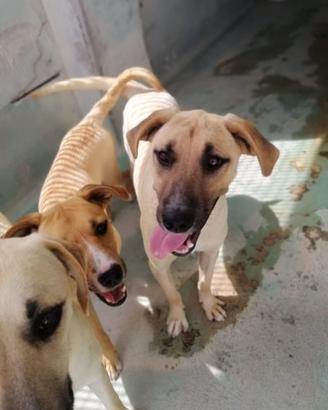 Beagle mix pitbull in adozione