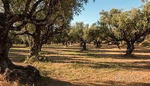 Uliveto produttivo di circa 3000 piante di ulivo