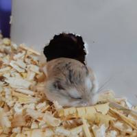 Criceti russi, Roborowsky ed Europei