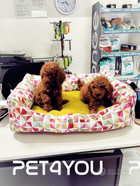 Cuccioli di taglia molto piccola ANCHE 24 RATE