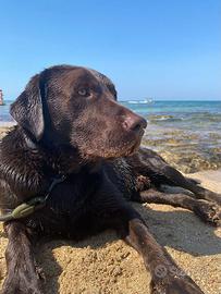 Labrador cioccolato
