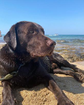 Labrador cioccolato