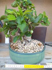 BONSAI MELO NANO