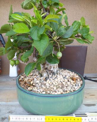 BONSAI MELO NANO