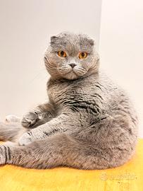 Gatta scottish fold blue