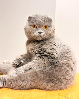 Gatta scottish fold blue