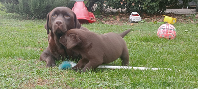 Labrador retriever chocolate