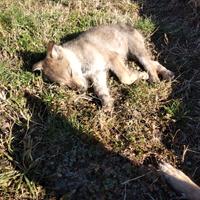 Cane lupo cecoslovacco