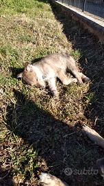 Cane lupo cecoslovacco