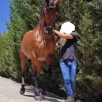 Cavalla PRE età 12 anni