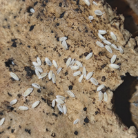 Pulitori per terrari